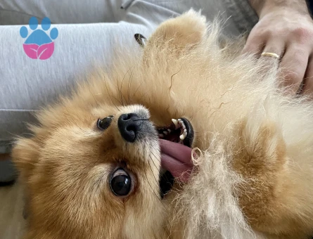 Poomeranian Boo Oğluma Eş Arıyorum