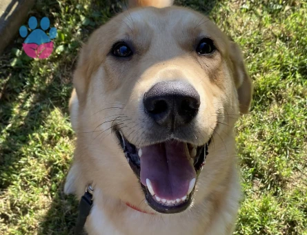 Labrador Köpeğim Pars İçin Eş Arıyor