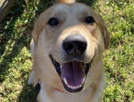 Labrador Köpeğim Pars İçin Eş Arıyor - 118965170