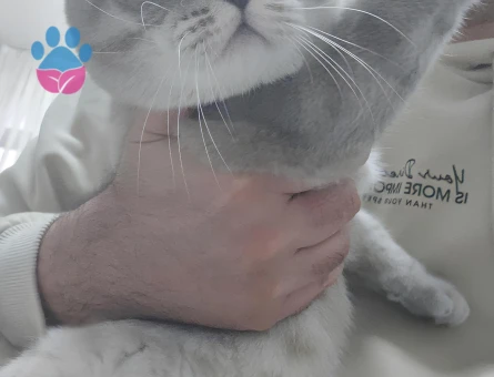 British Shorthair 11 aylık Şakir Oğluma Eş Arıyorum