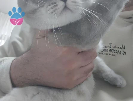British Shorthair 11 aylık Şakir Oğluma Eş Arıyorum