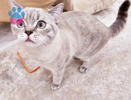 British Shorthair 11 aylık Şakir Oğluma Eş Arıyorum