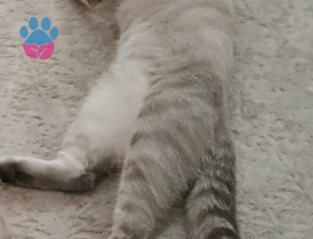 British Shorthair 11 aylık Şakir Oğluma Eş Arıyorum