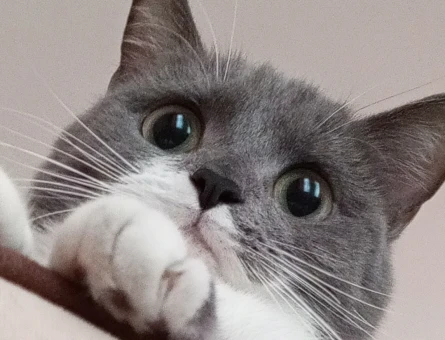 British Shorthair 1 Yaşında Kızım Eş Arıyor - 118965181