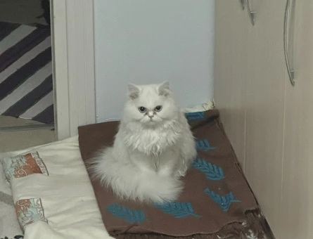 Chinchilla kedime erkek arıyorum - 118965195