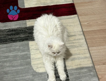 Chinchilla kedime erkek arıyorum