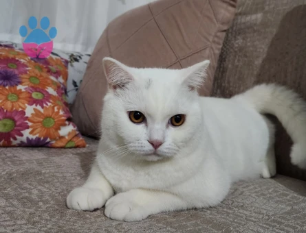 British Shorthair 1 Yaşında Eş Arıyor