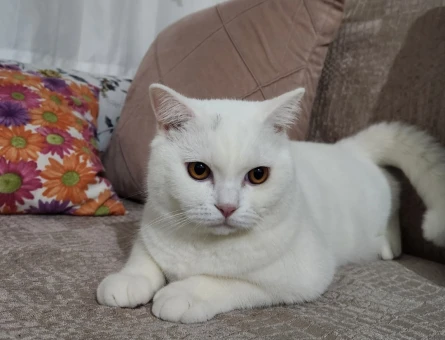 British Shorthair 1 Yaşında Eş Arıyor - 118965214