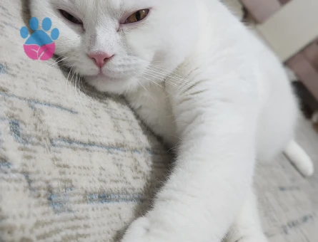 British Shorthair 1 Yaşında Eş Arıyor