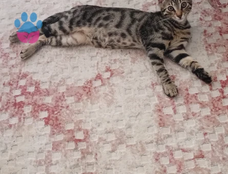 Erkek tekir kedim için eş