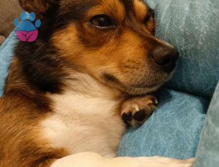 Kızımıza damat arıyoruz