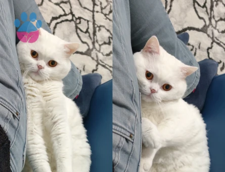 British Shorthair Erkek Kedime Eş Aranıyor