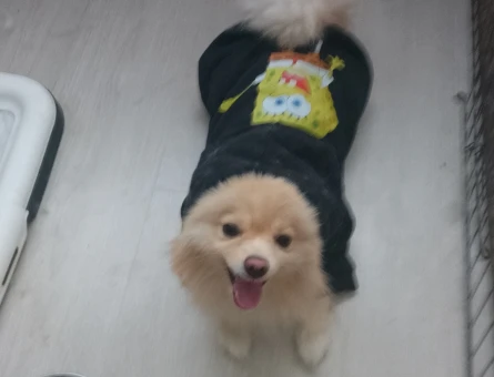 2 yaşında erkek köpek ares - 118976080