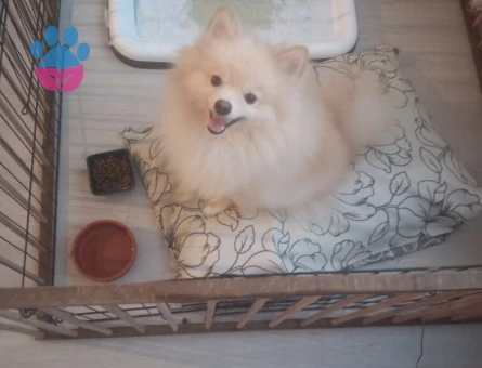 2 yaşında erkek köpek ares