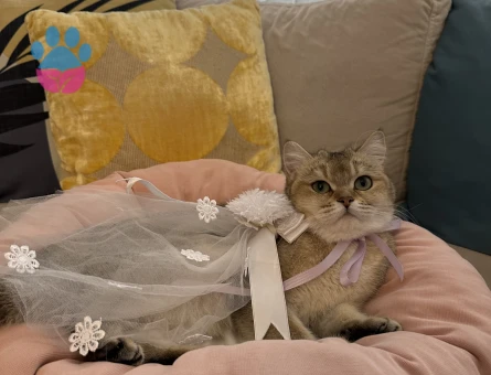 Golden Kedime Damat Arıyorum