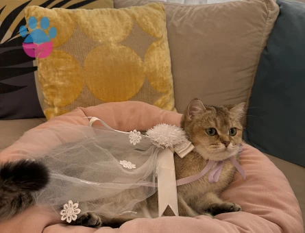 Golden Kedime Damat Arıyorum