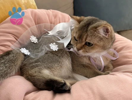 Golden Kedime Damat Arıyorum