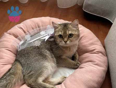 Golden Kedime Damat Arıyorum