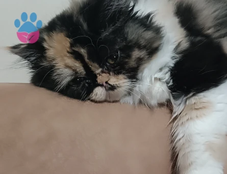 Prensesime eş arıyoruz