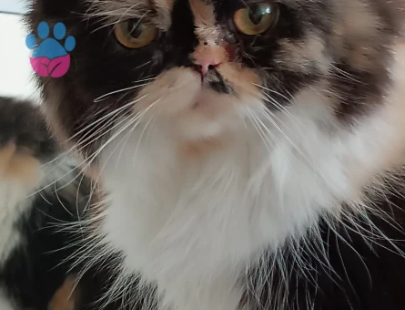 Prensesime eş arıyoruz