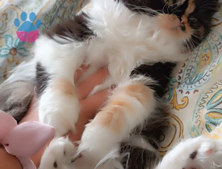 Prensesime eş arıyoruz