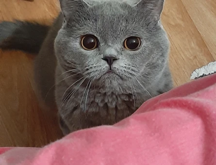British shorthair erkek kedime eş arıyorum - 118976085