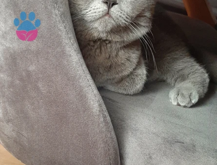 British shorthair erkek kedime eş arıyorum