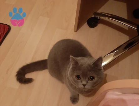 British shorthair erkek kedime eş arıyorum