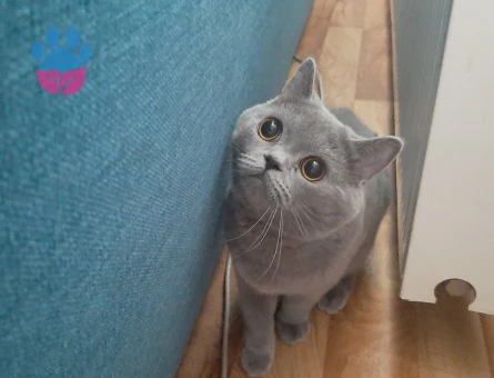 British shorthair erkek kedime eş arıyorum
