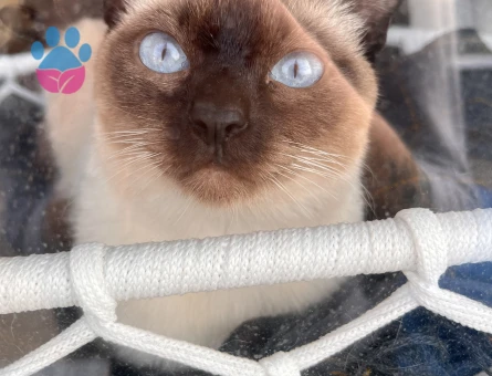 siyam kızıma siyam eş arıyorum