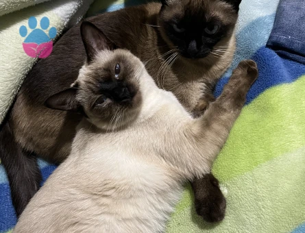 siyam kızıma siyam eş arıyorum