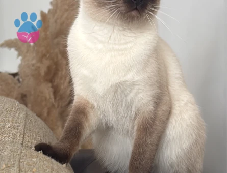 15 Aylık kızımıza eş arıyoruz