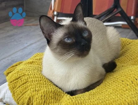 15 Aylık kızımıza eş arıyoruz