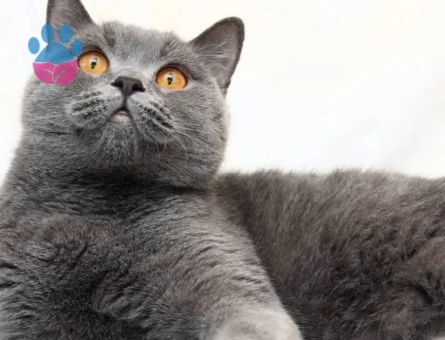British Shorthair Dişi 1,5 Yaş