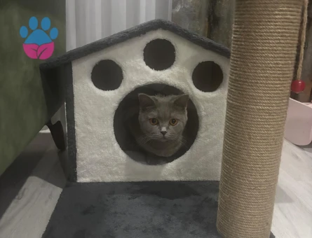 1 yaşında biritish dişi kedimize eş arıyoruz