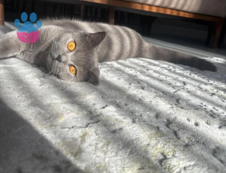 1 yaşında biritish dişi kedimize eş arıyoruz