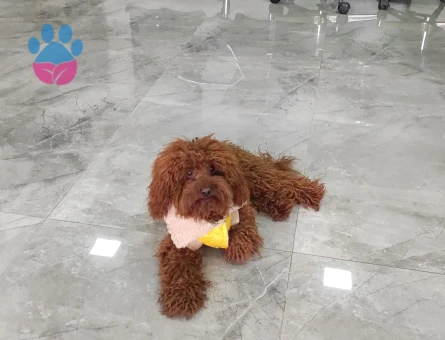 Toypoodle oğluma eş