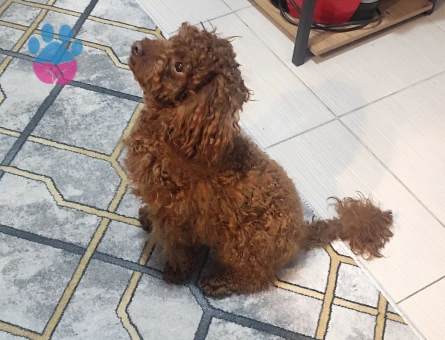 Toypoodle oğluma eş