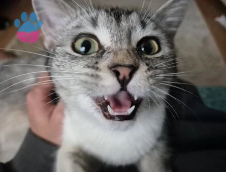 10 aylık dişi british silver shorthair