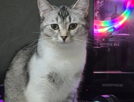 10 aylık dişi british silver shorthair - 118976103