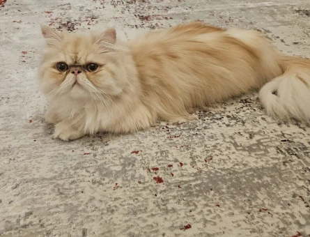 1 Yaşında Dişi Persian - 118976104