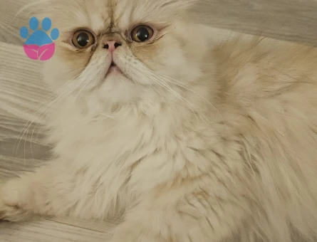 1 Yaşında Dişi Persian