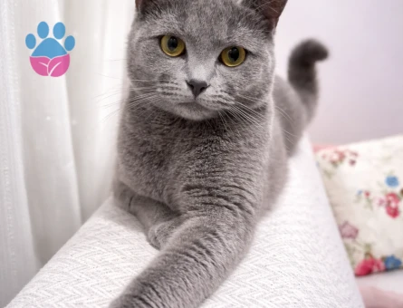 British Shorthair 1 Yaşında Eş Arıyor