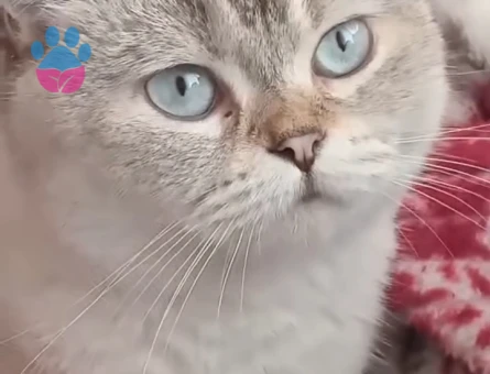 Sütlaç icin eş arıyorum