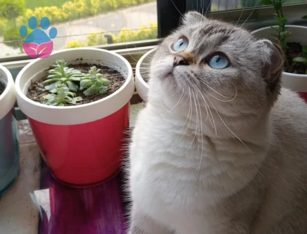 Sütlaç icin eş arıyorum