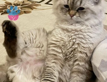 British Cinsi Dişi Kedime Eş Arıyorum