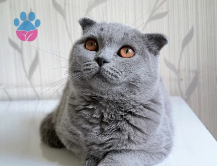 Scottish fold dişi Kedime eş aranıyor