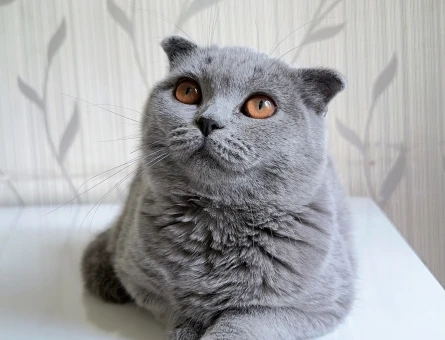 Scottish fold dişi Kedime eş aranıyor - 118967609