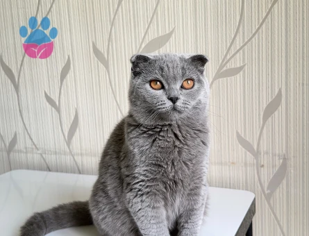 Scottish fold dişi Kedime eş aranıyor