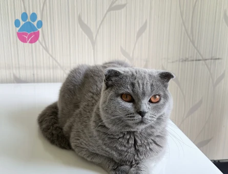 Scottish fold dişi Kedime eş aranıyor